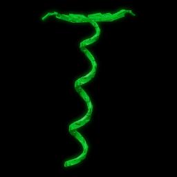 Coilvine