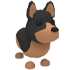 Australian Kelpie