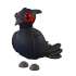 Black-Chested Pheasant
