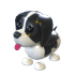 Black Springer Spaniel