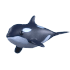 Orca