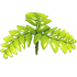 Fern Propeller