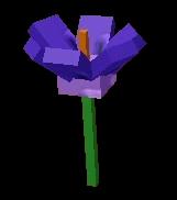 Crocus