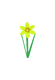 Daffodil