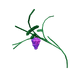 Grape