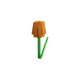 Orange Tulip