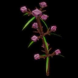 Speargrass