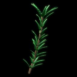 Rosemary