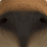kupibaraks