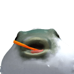 ryan