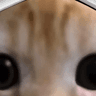Kikkuhe