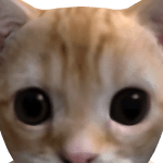 Mikon