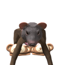 hamot