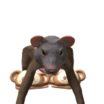 hamot