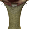 Kane