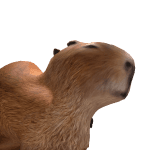 Capybara