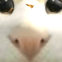 YAN