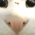 YAN