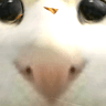 YAN