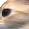 BILOTAGANGLEADER
