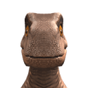 dodo