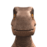 dodo