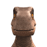 dodo