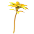 Golden Petunia