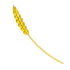 Golden Wheat