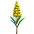Goldenrod Flower