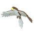 Hawk