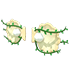 Clam Wings