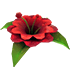 Forgotten Flower