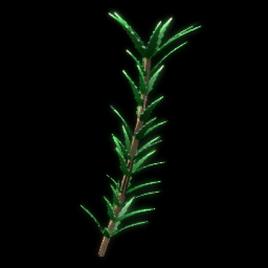 Rosemary